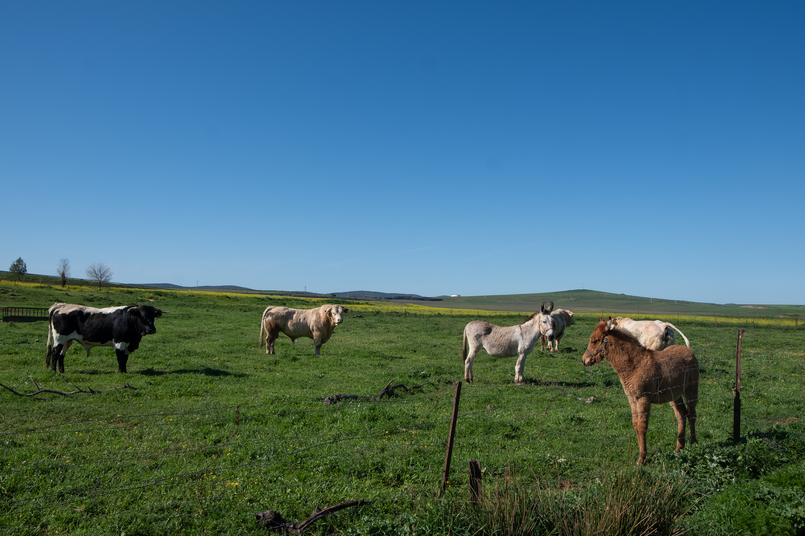 Geisterflughafen, Flamingos und die Fahrradwerkstatt
